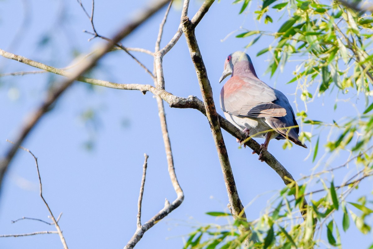 Pale-vented Pigeon - ML402997751