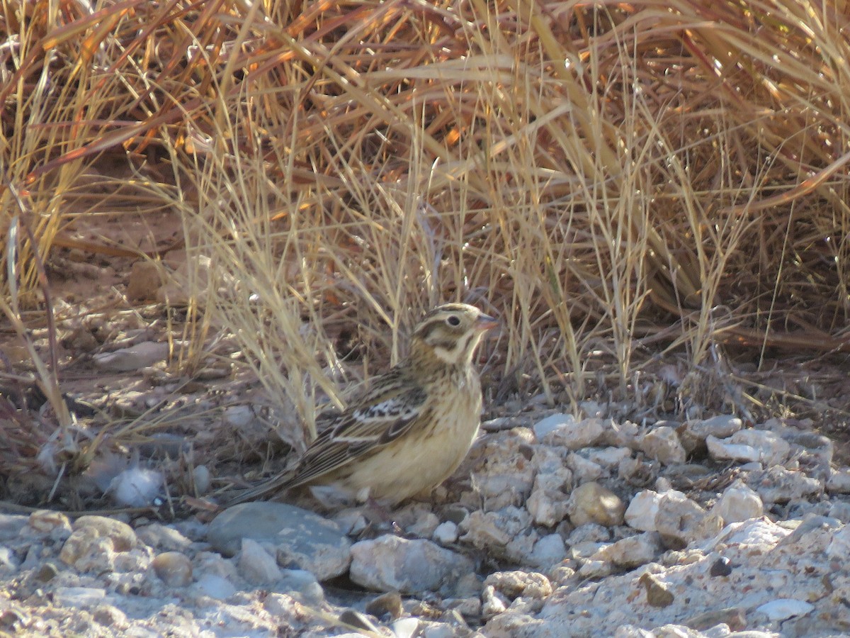 Smith's Longspur - Anthony  Hewetson