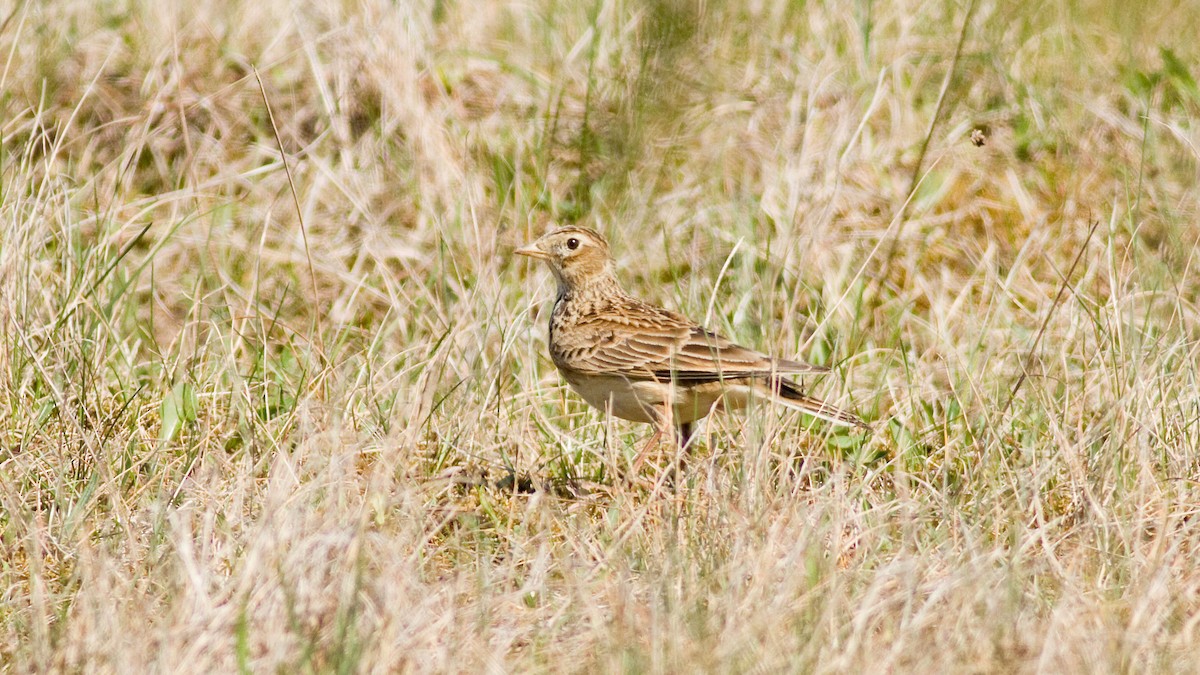 Eurasian Skylark - ML402999511