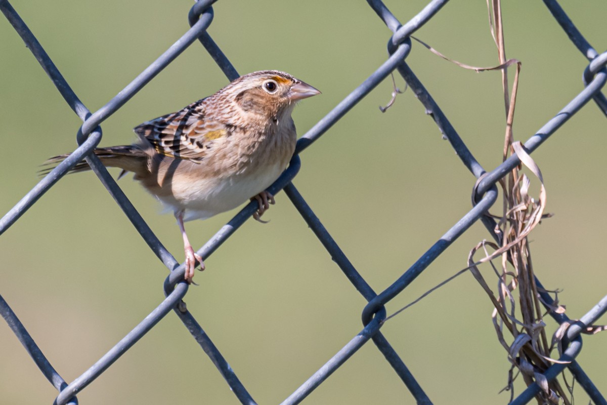 Grasshopper Sparrow - ML403000101