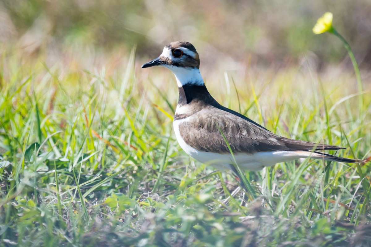 Killdeer - ML403000201