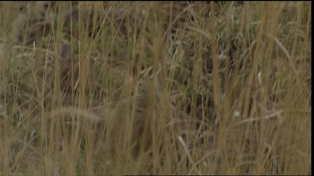 Montezuma Quail (Montezuma) - ML403001