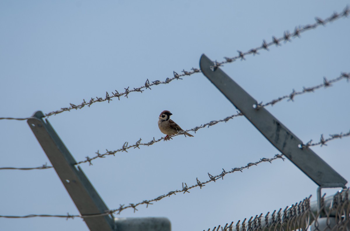 Eurasian Tree Sparrow - ML403001931