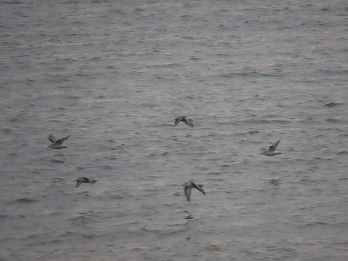 Sanderling - ML403002011