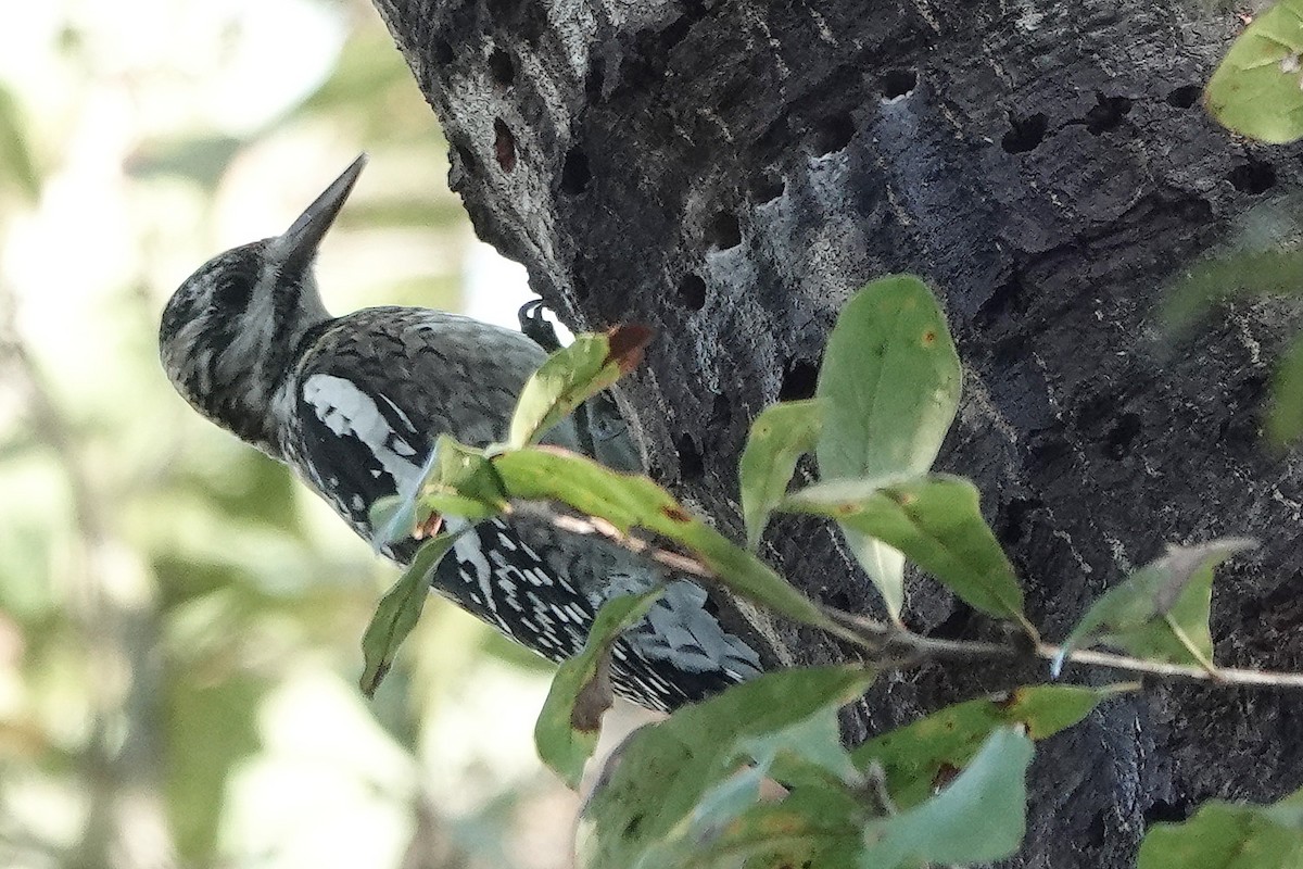 Yellow-bellied Sapsucker - ML403003311