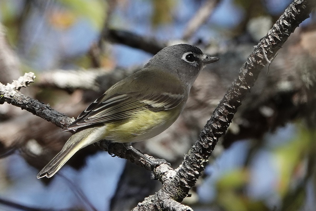 Blue-headed Vireo - ML403003661