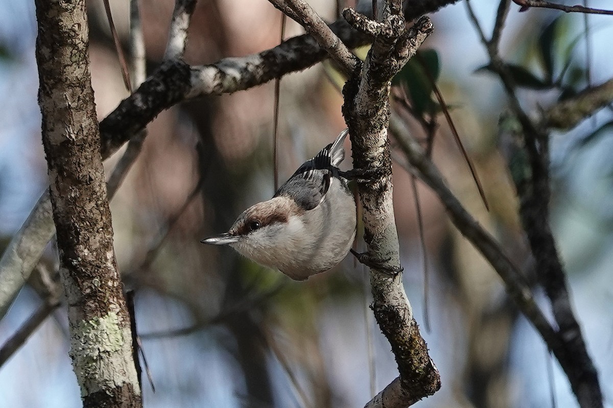 Brown-headed Nuthatch - ML403003721
