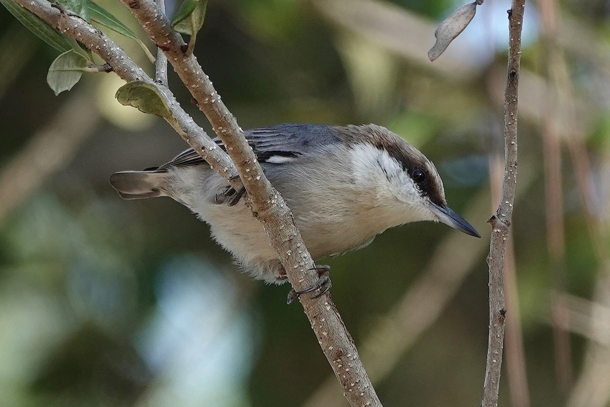 Brown-headed Nuthatch - ML403003851