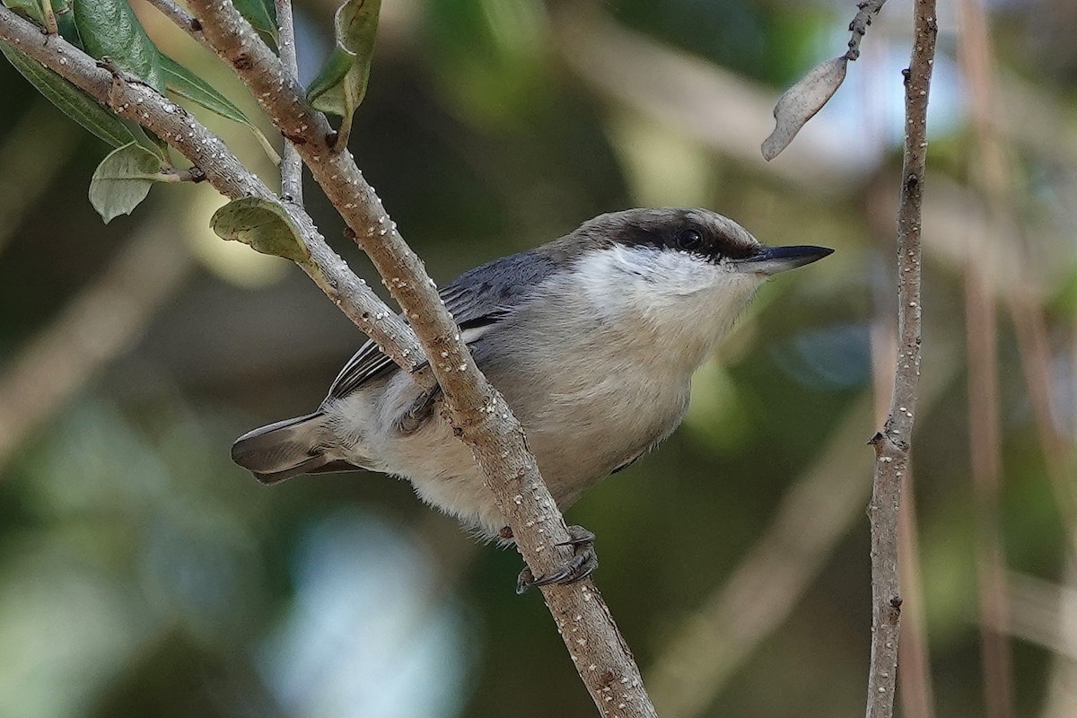 Brown-headed Nuthatch - ML403003981