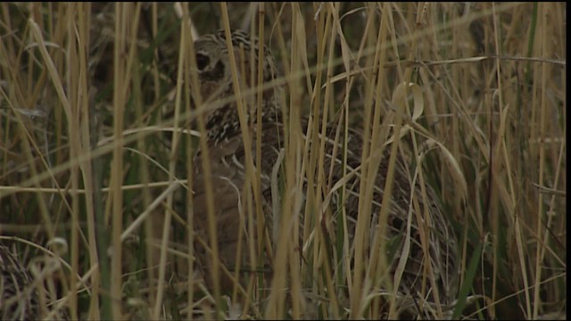 Montezuma Quail (Montezuma) - ML403004