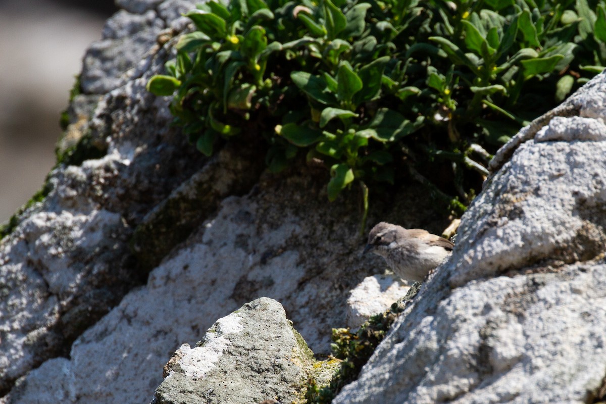 Black-throated Sparrow - ML403004701