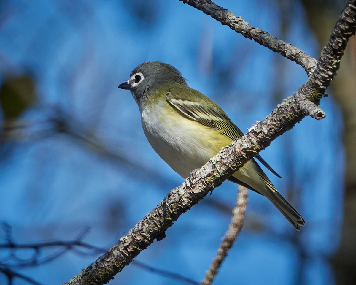 Blue-headed Vireo - ML403005911