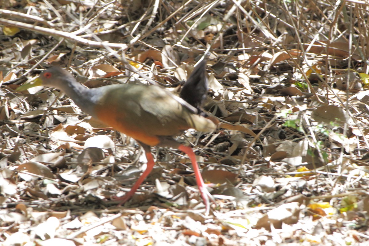 Gray-cowled Wood-Rail - ML403005941