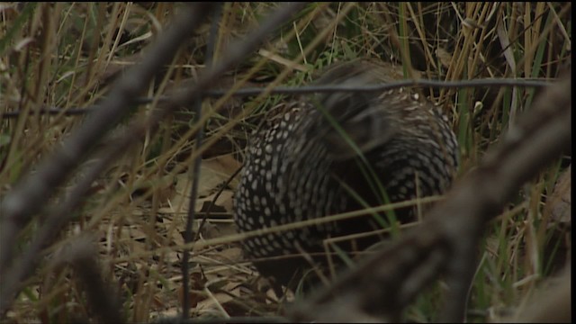 Montezuma Quail (Montezuma) - ML403006