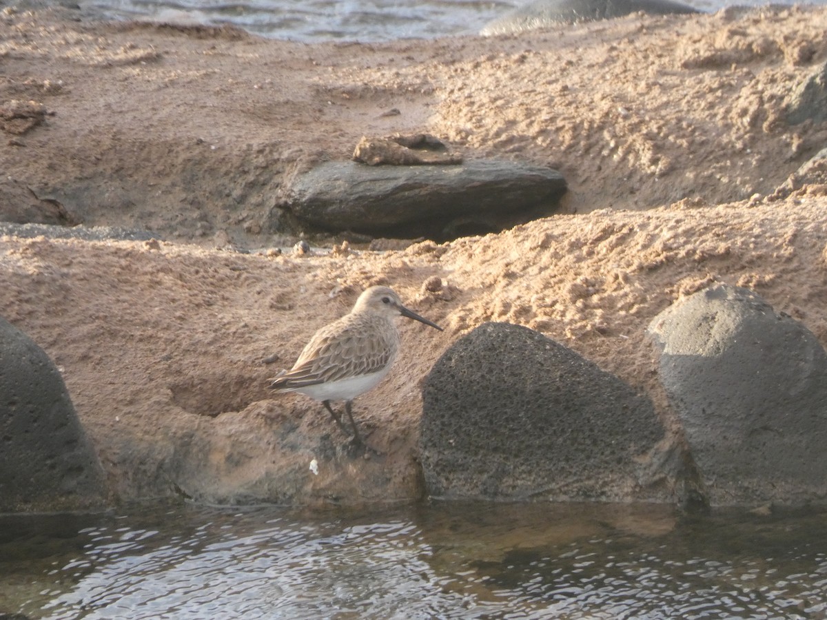 Dunlin - ML403006031