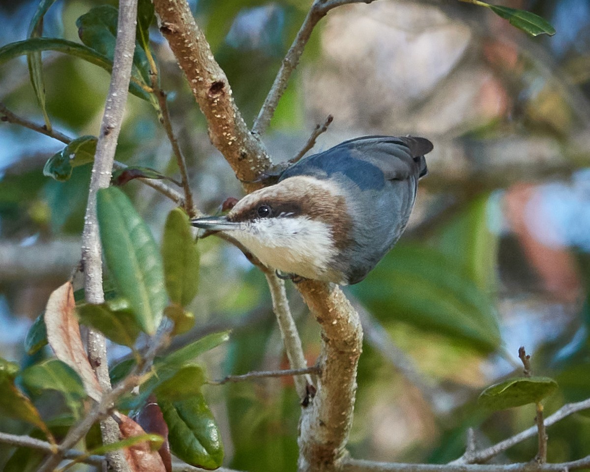 Brown-headed Nuthatch - ML403006151