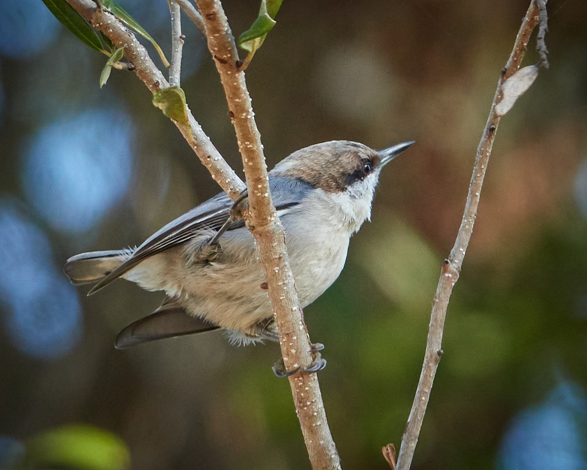 Brown-headed Nuthatch - ML403006181