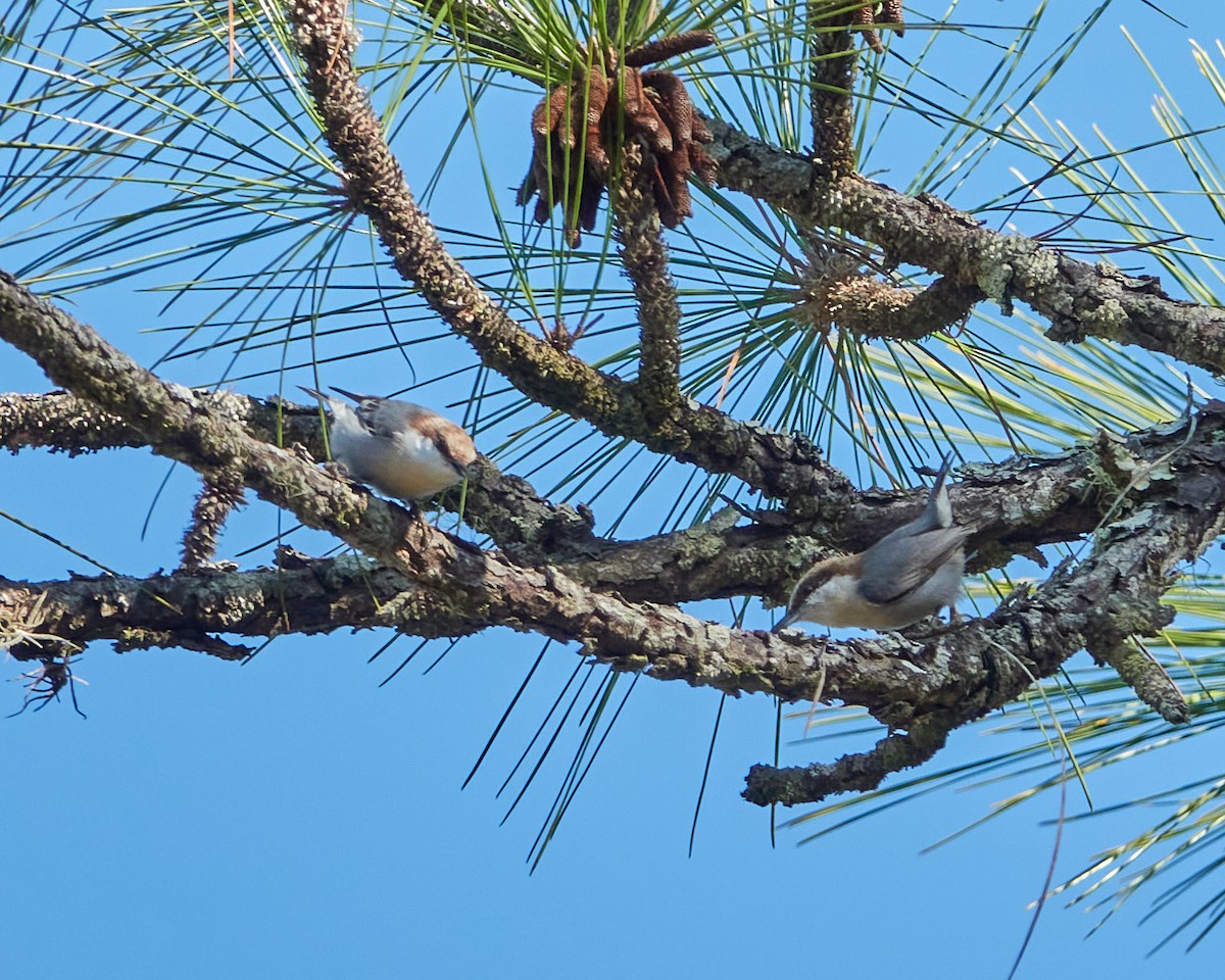 Brown-headed Nuthatch - ML403006191