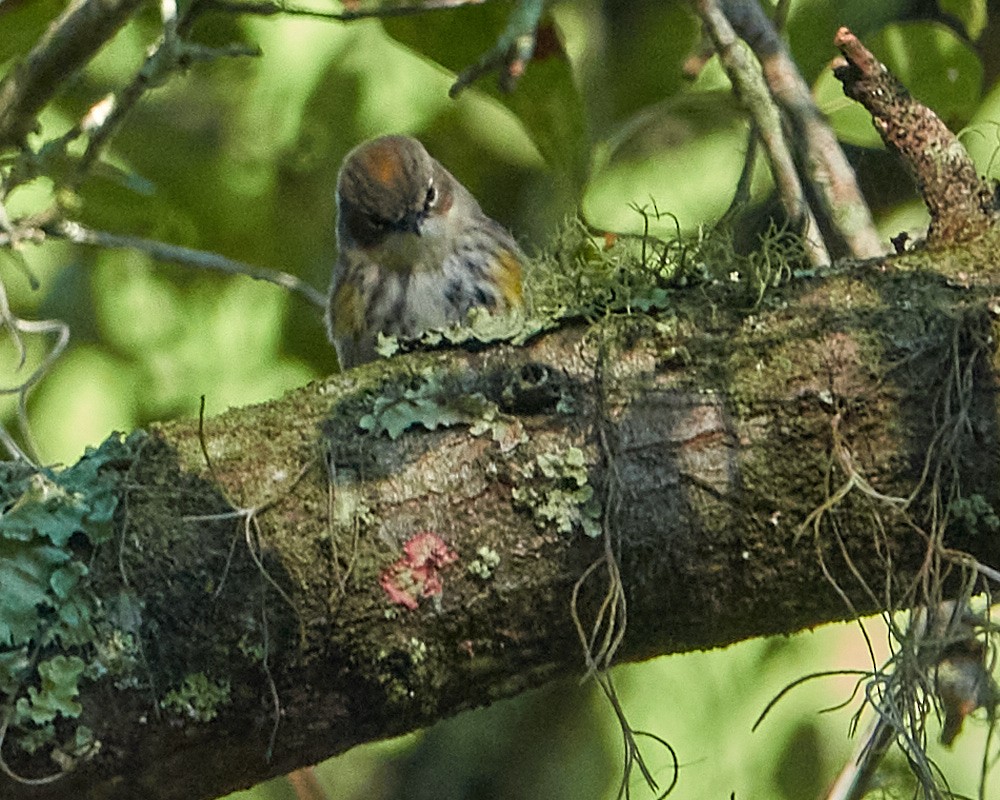 Yellow-rumped Warbler - ML403006461