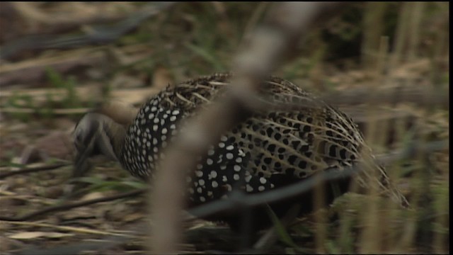 Montezuma Quail (Montezuma) - ML403007