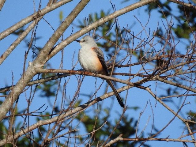 Scissor-tailed Flycatcher - ML403007131