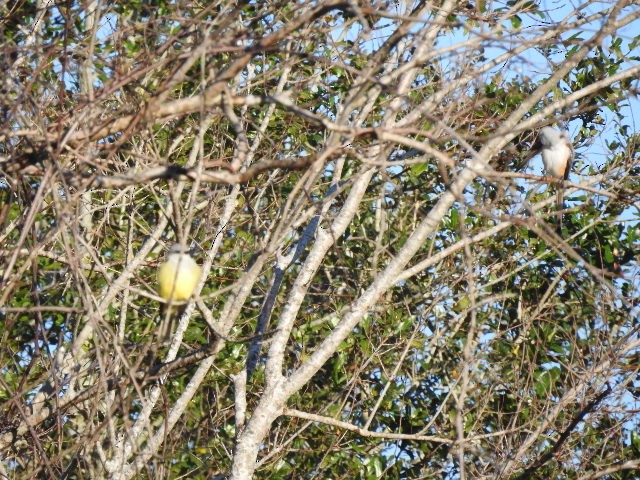 Scissor-tailed Flycatcher - ML403007141