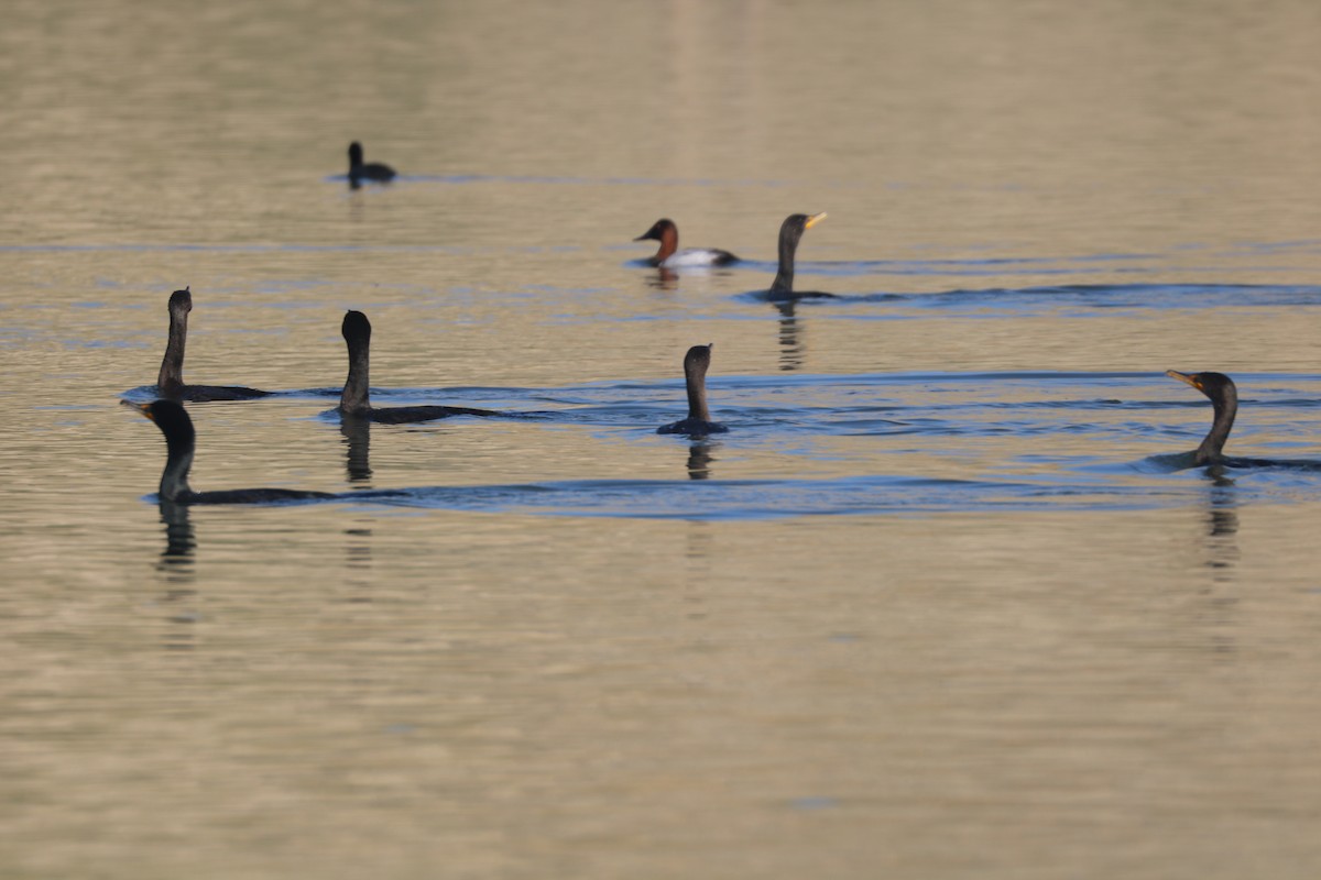 Canvasback - ML403007881