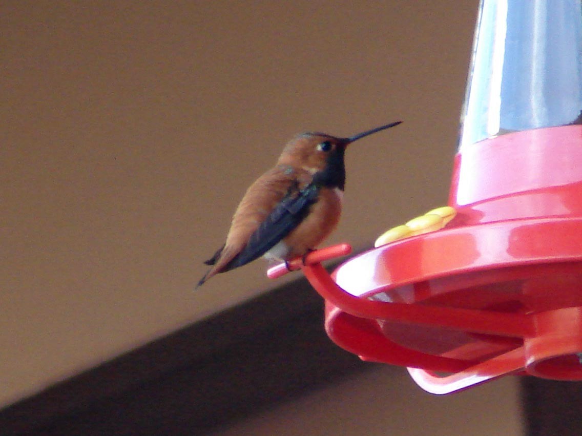 Rufous Hummingbird - ML40300811