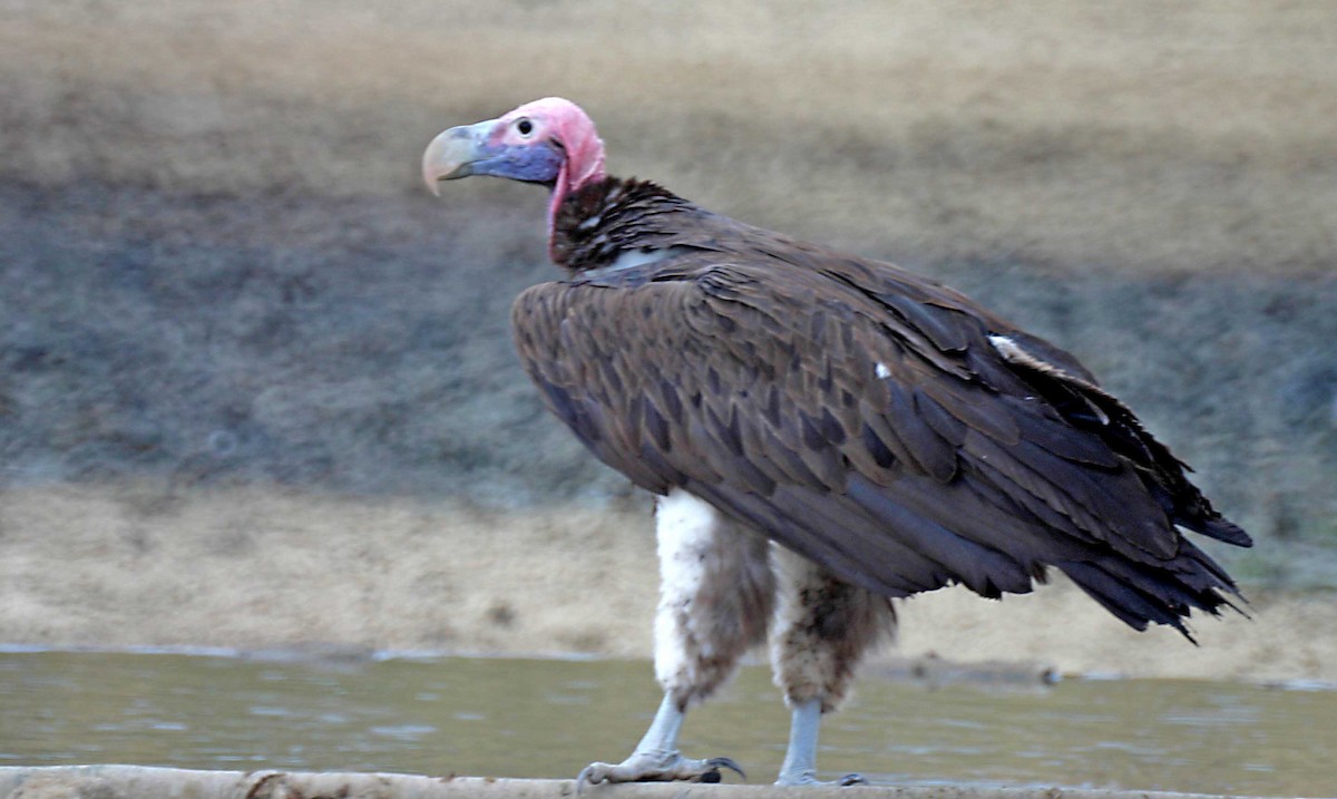 Lappet-faced Vulture - Ricardo Santamaria