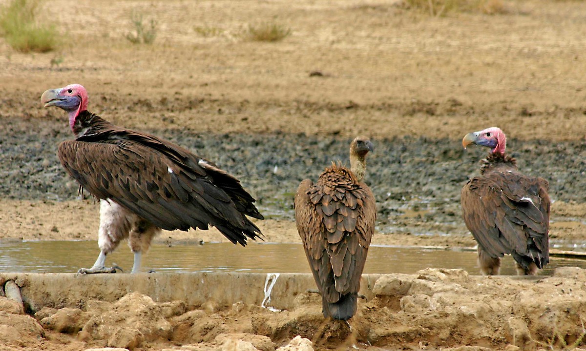 Lappet-faced Vulture - ML403008701