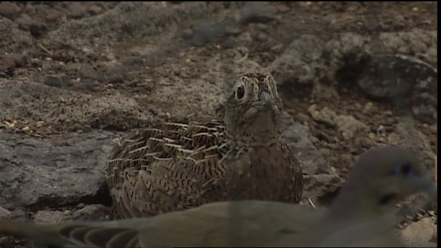 Montezuma Quail (Montezuma) - ML403009