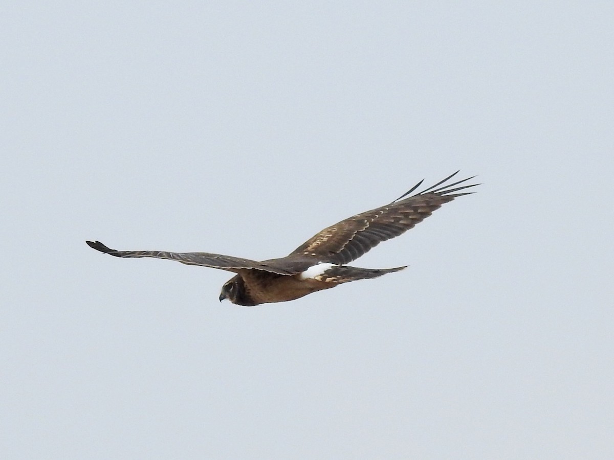 Northern Harrier - Laurie  Keefe