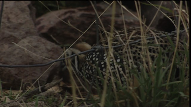 Montezuma Quail (Montezuma) - ML403010