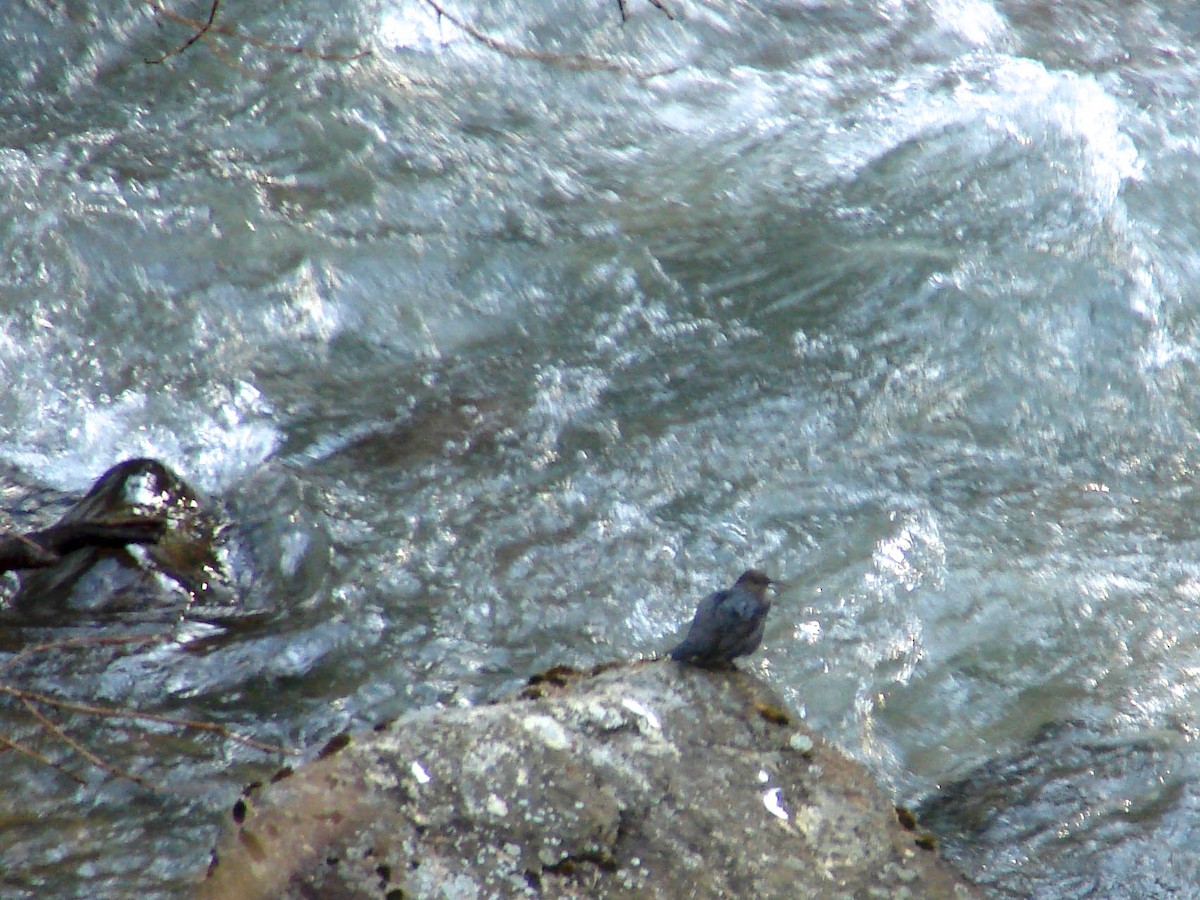 American Dipper - ML40301031