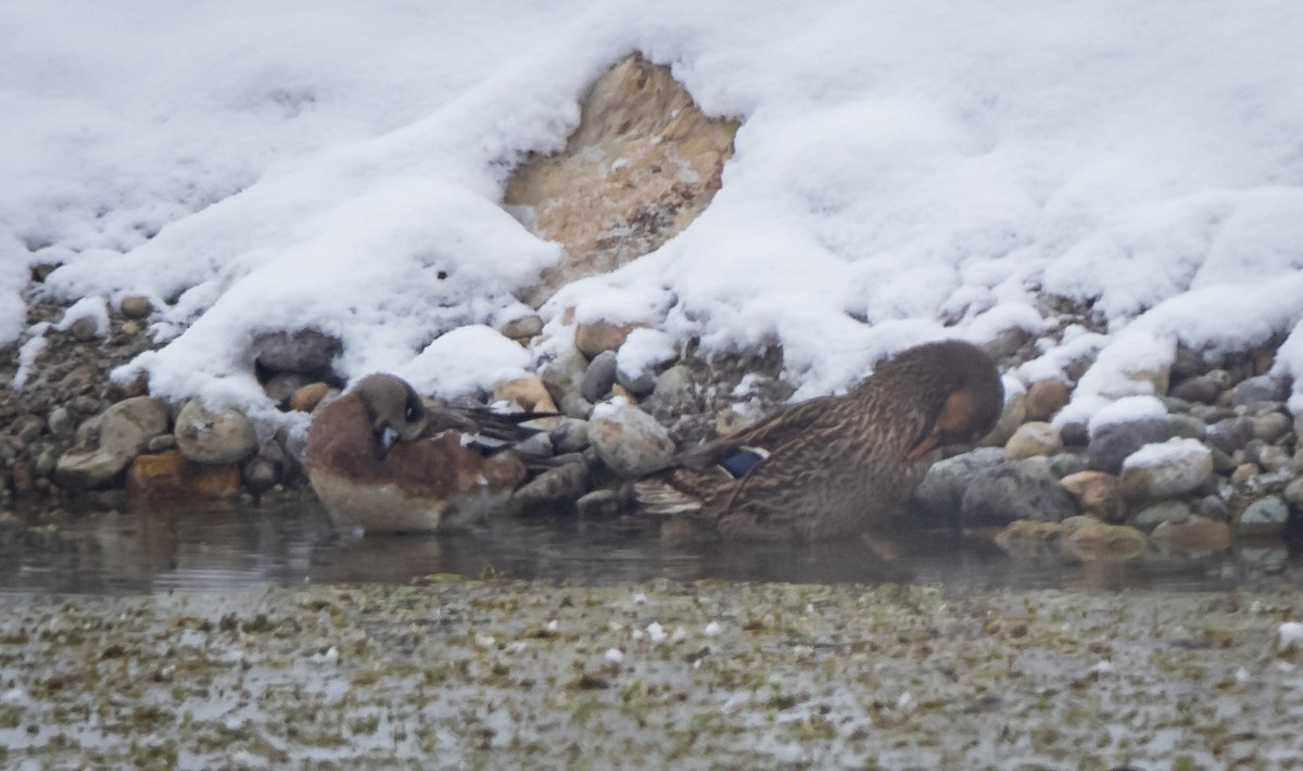 American Wigeon - ML403010481