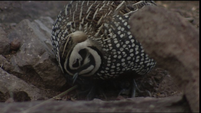 Montezuma Quail (Montezuma) - ML403011