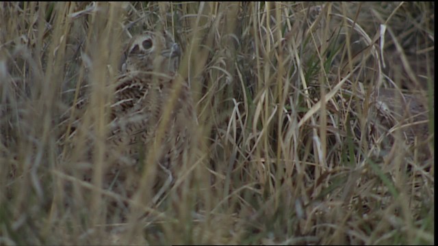 Montezuma Quail (Montezuma) - ML403013