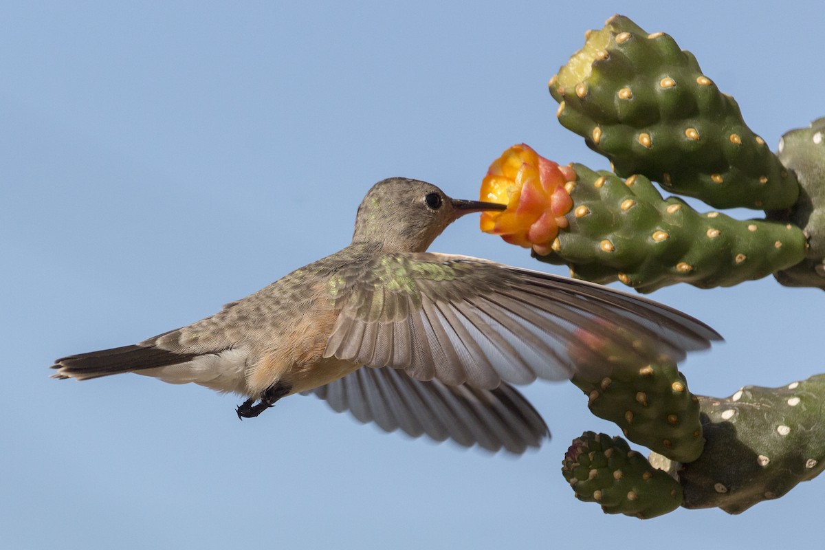Buffy Hummingbird - Oswaldo Hernández Sánchez