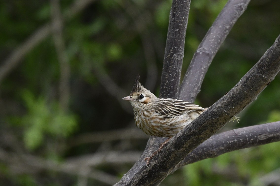 Lark-like Brushrunner - ML403015051