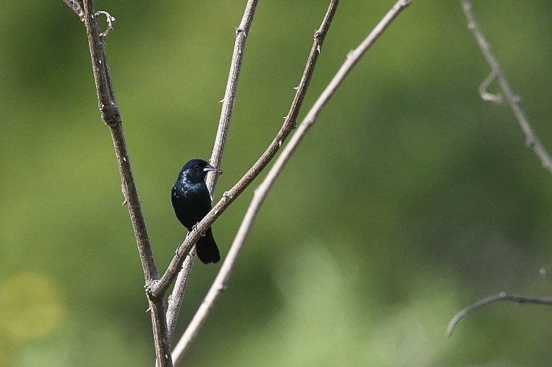 Blue-black Grassquit - ML403015351