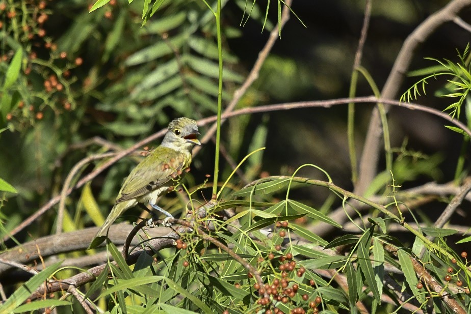 Green-backed Becard - ML403015881