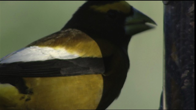 Evening Grosbeak - ML403018