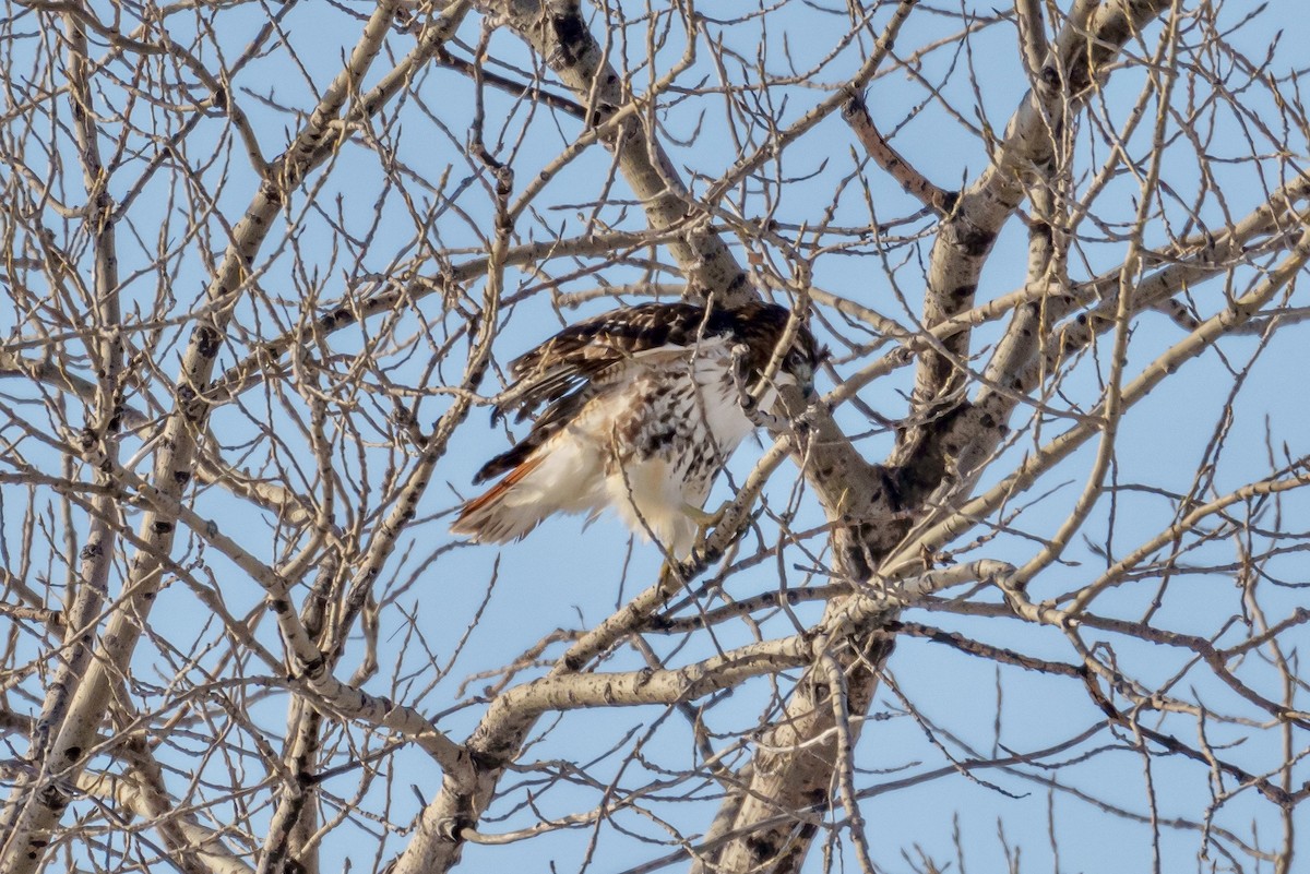 Red-tailed Hawk - Brock Gunter-Smith