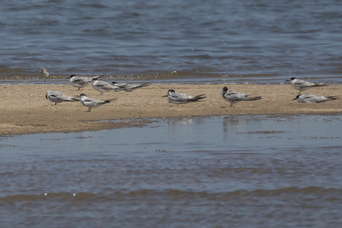 Common Tern (hirundo/tibetana) - ML403021951