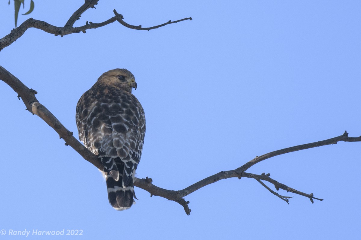 Red-shouldered Hawk - Randy Harwood