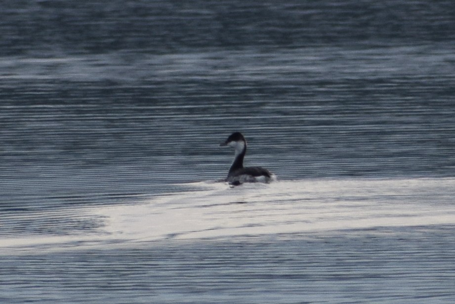 Horned Grebe - ML403022811