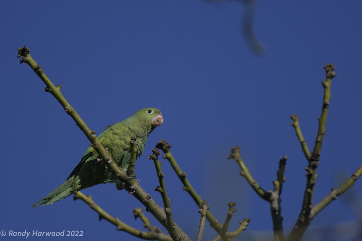 Yellow-chevroned Parakeet - Randy Harwood