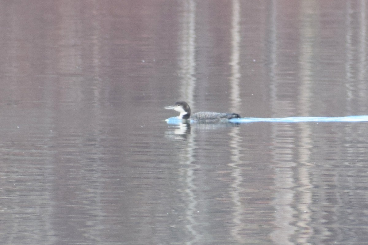 Common Loon - ML403022851