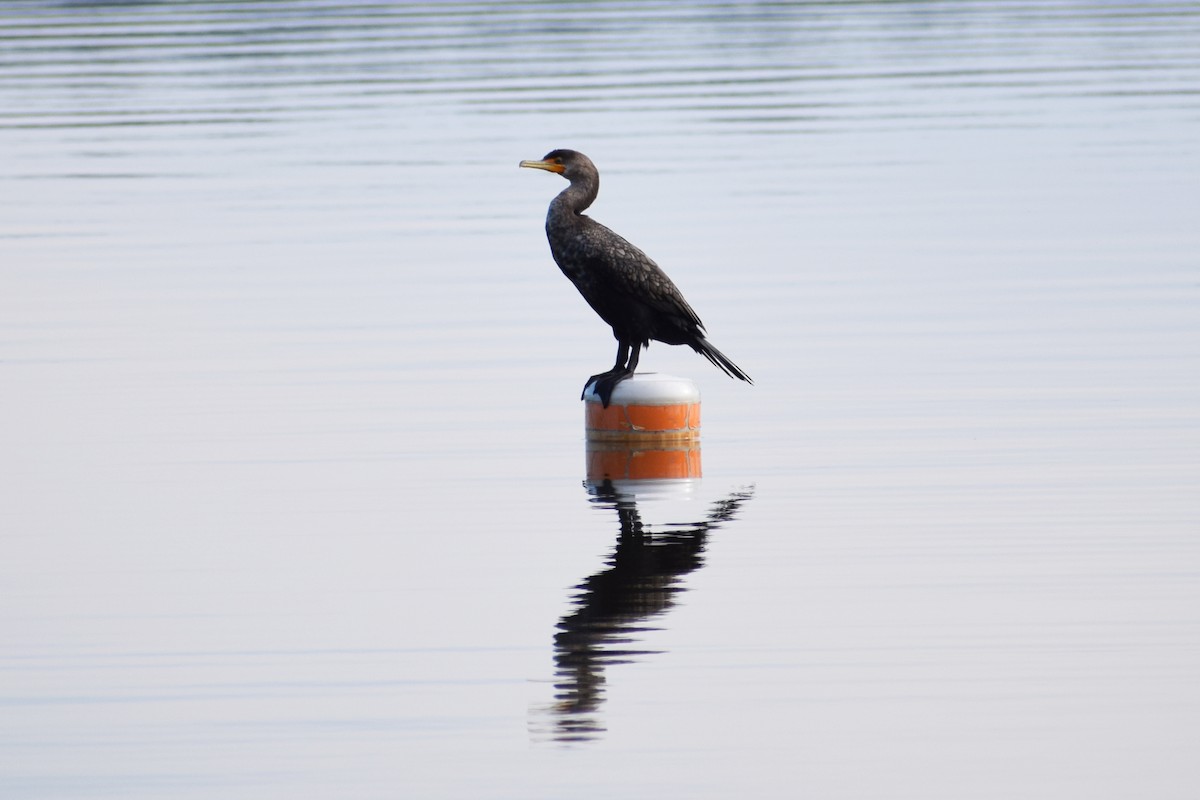 Double-crested Cormorant - ML403022921