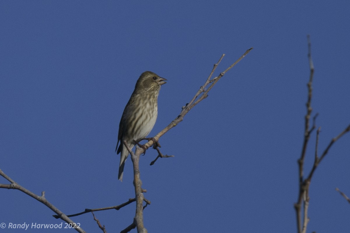 Purple Finch - Randy Harwood